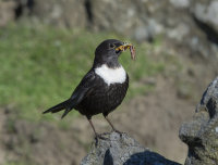 Ring-Ouzel (m)