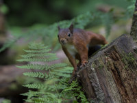 Red-Squirrel