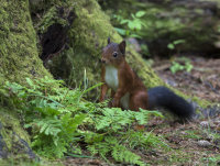 Red-Squirrel