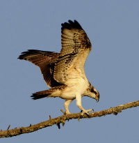 Osprey