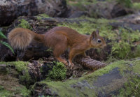 Red-Squirrel