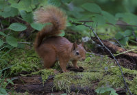 Red-Squirrel