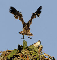Osprey's