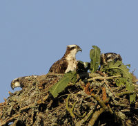 Osprey's