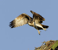 Osprey