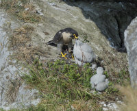 Peregrine-falcons