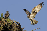 Osprey's