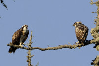 Osprey's