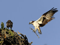 Osprey