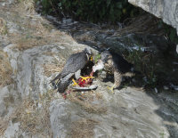 Peregrine-Falcons