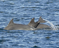 Dolphins-with young