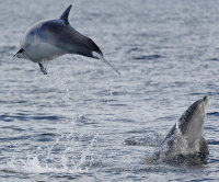 Dolphins
