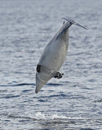 Dolphin