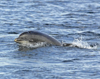 Dolphin