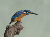 Kingfisher-male