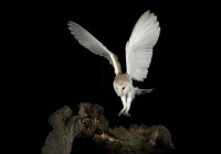 Barn-Owl