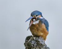 Kingfisher-female