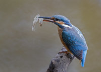 Kingfisher-female