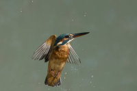 Kingfisher-female