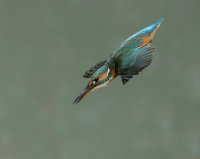 Kingfisher-female