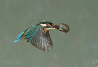 Kingfisher-female