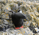 Black-Guillemot