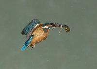 Kingfisher-female