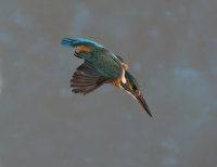 Kingfisher-female