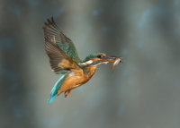 Kingfisher-female