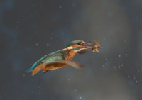 Kingfisher-female
