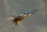 Kingfisher-female