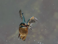 Kingfisher-female
