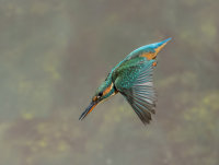 Kingfisher-female