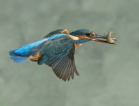 Kingfisher-female