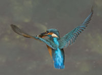 Kingfisher-female