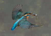 Kingfisher-female