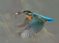 Kingfisher-female