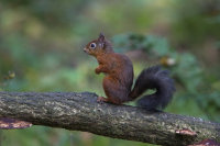 Red-Squirrel