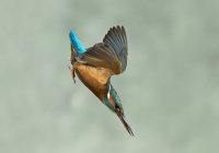 Kingfisher-female