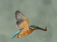 Kingfisher-female