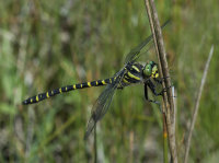 Golden-ringed-Dragonfly-male