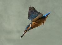 Kingfisher-female