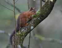 Red-Squirrel