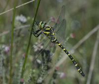 Golden-ringed-Dragonfly-male