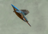 Kingfisher-female