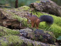 Red-Squirrel
