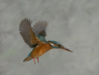 Kingfisher-female