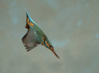 Kingfisher-female