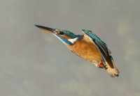 Kingfisher-female