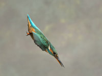 Kingfisher-female